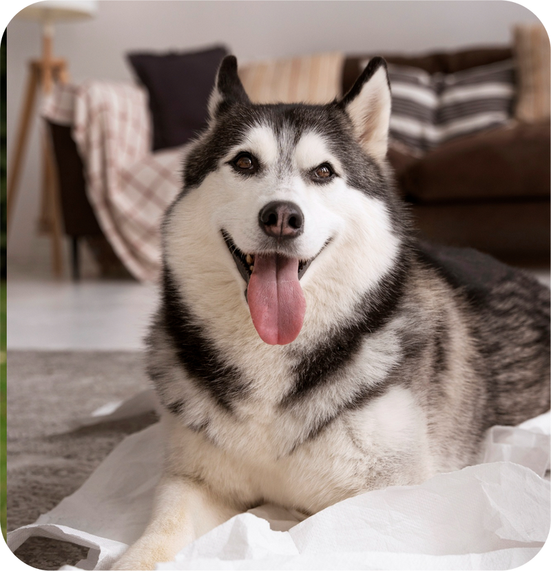 Feature Image
